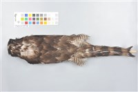 鳳頭蒼鷹藏品圖，第4張